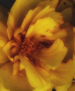 Celia Rhodes Photography